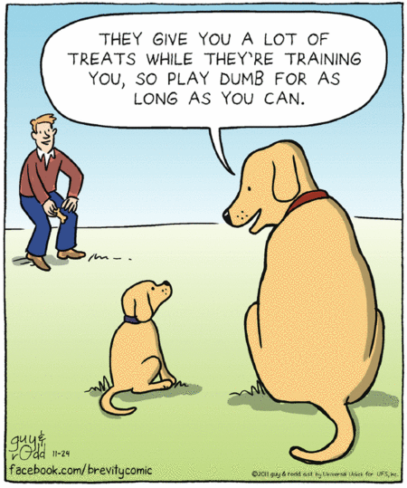 brevity